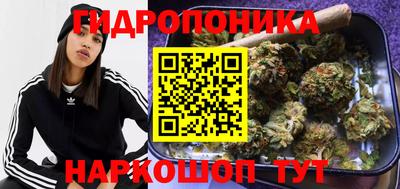 шишки Новодвинск